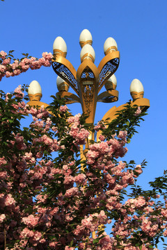 樱花树与玉兰路灯街景