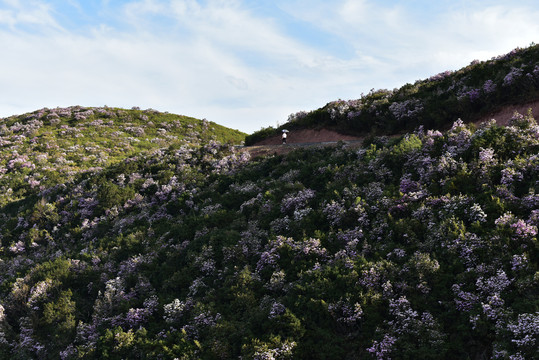 谷克德小杜鹃花索玛花