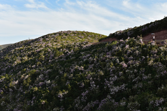 谷克德小杜鹃花索玛花