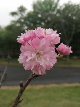 山樱花