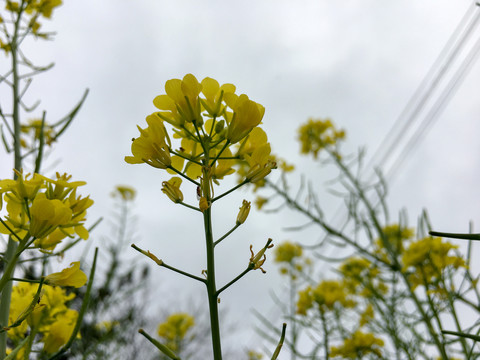 油菜花