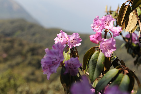 临沧大雪山杜鹃花