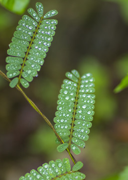 雨露