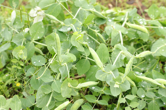 豌豆植物