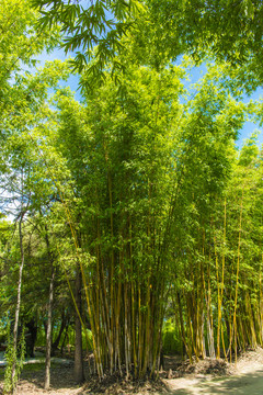 云南大理洱海海舌公园的竹林