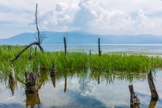 云南大理洱海海舌公园水中的树桩