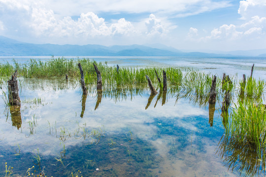 云南大理洱海海舌公园水中的树桩