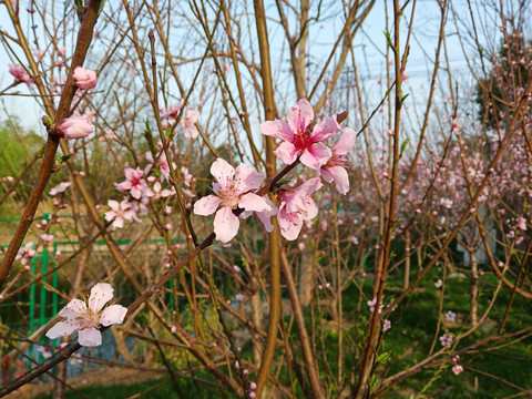 桃花