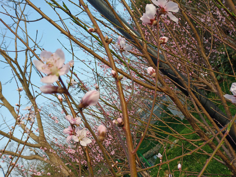 桃花