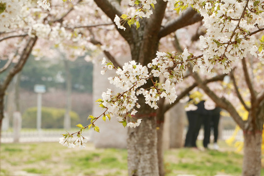 樱花
