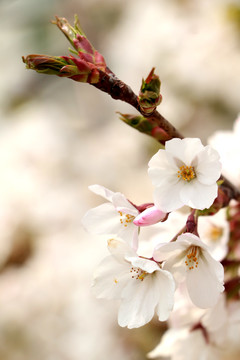 樱花