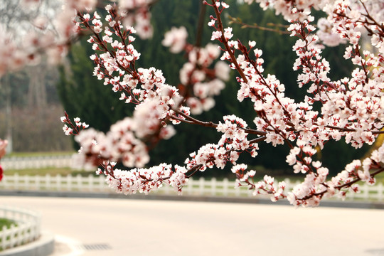 樱花