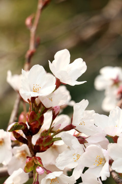 樱花