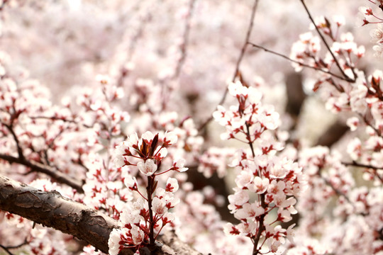 樱花