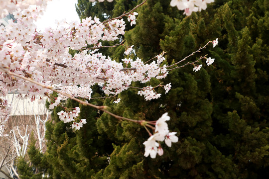 樱花