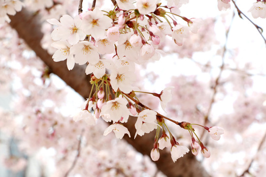 樱花