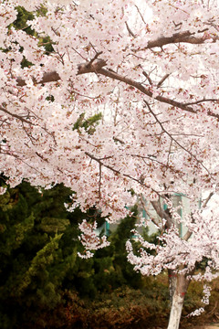 樱花