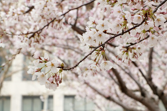 樱花
