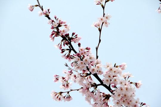 樱花