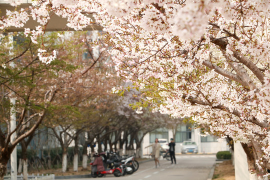 樱花