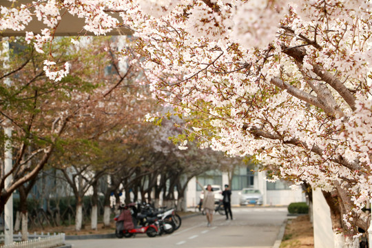 樱花