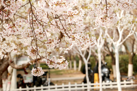 樱花