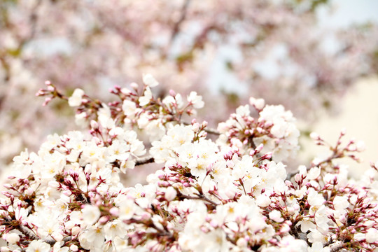 樱花