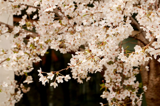 樱花
