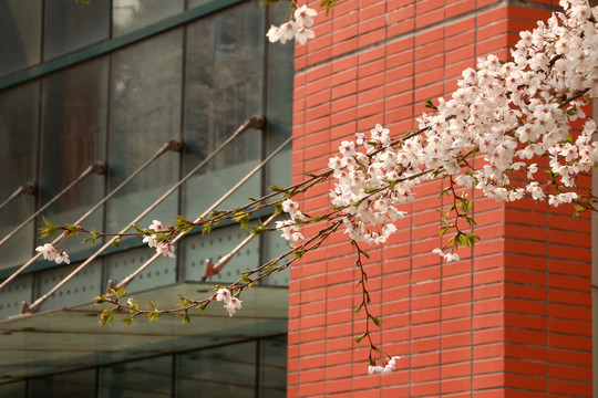 樱花