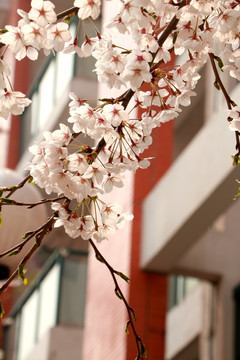 樱花