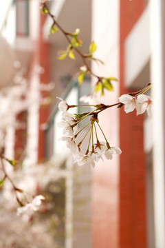 樱花