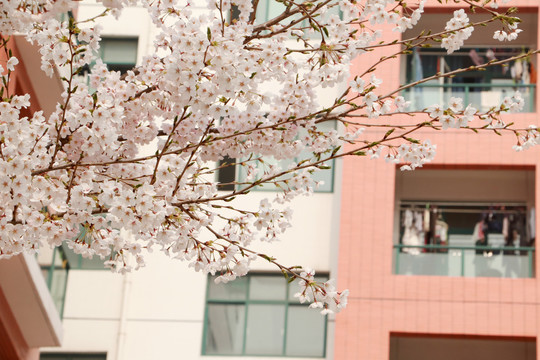 樱花