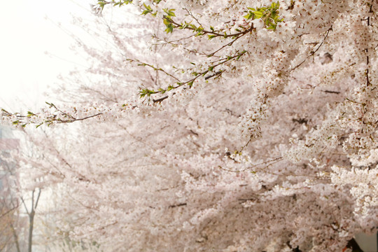 樱花