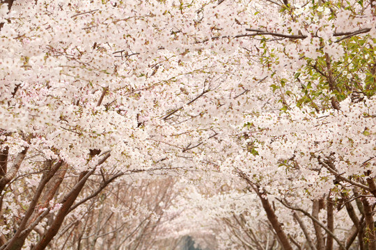 樱花
