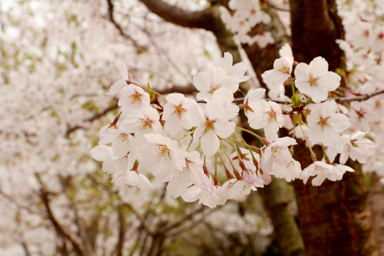 樱花