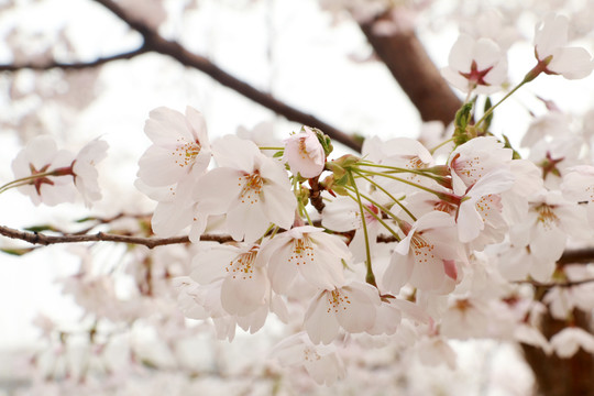 樱花