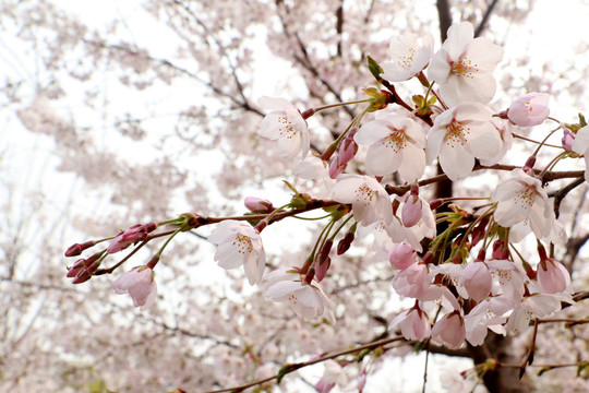 樱花