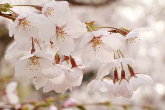 樱花