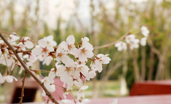 樱花