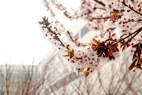 樱花