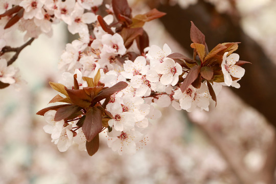 樱花