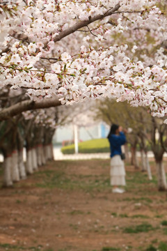 樱花