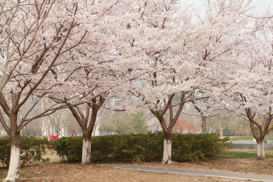 樱花