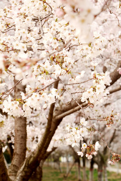 樱花