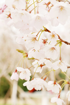 樱花