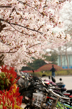 樱花