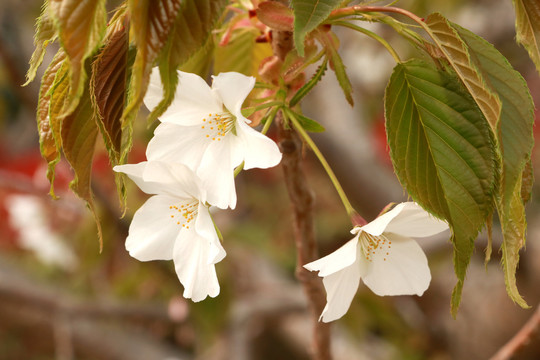 樱花