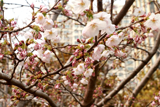 樱花