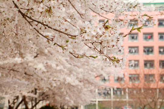 樱花