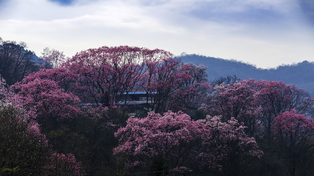 吴家后山辛夷花